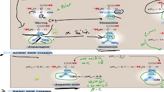 Biochemistry lec3 amino acids part one [upl. by Tarrah480]