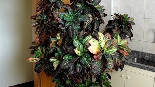 Croton Petra as an indoor plant and its complete visual identification [upl. by Masterson]