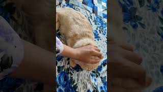 How to trim cat catvideos persian kitten kittenvideos banglore bengaluru [upl. by Crelin]