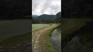 scenic path walk at Taiping lake gardens near zoo boundarytaipinglakegardensscenery [upl. by Bowe927]