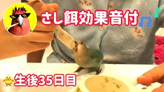 インコのヒナ🐥さし餌効果音付【CHOIWARUINKO】生後35日 [upl. by Broderick]