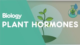 Plant Hormones Tropisms  Plants  Biology  FuseSchool [upl. by Ardnatal]