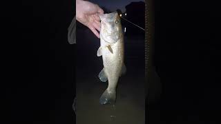 Nighttime Bass Fishing bass fishing flyfishing bassfishing [upl. by Ennovahc743]