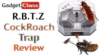 Review RBTZ CockRoach Trap  Tested on Camera wDubia Cockroaches [upl. by Berardo]