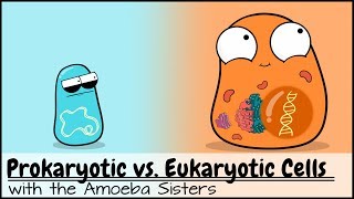 Prokaryotic vs Eukaryotic Cells Updated [upl. by Norvell]