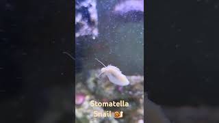 Stomatella Snail reef tank 🐌 shorts reeftank [upl. by Buote]