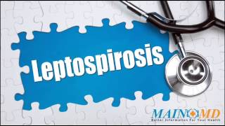 Leptospirosis ¦ Treatment and Symptoms [upl. by Kelbee157]