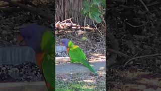 Colorful Feast Lorikeets Dining in Harmony lorikeets naturescenery birdwatching [upl. by Buchbinder]