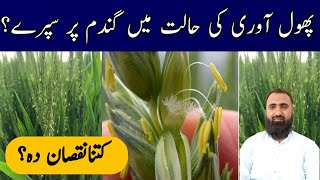 Chances of Wheat damage by Foliar Spray at anthesisBilal Kanju Official [upl. by Einttirb806]