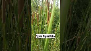 TANAMAN LEMBANG ‼️ Typha angustifolia lembang typhaangustifolia embet obor [upl. by Ardnaek838]