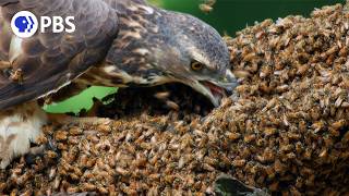 Honey Buzzards Feast on Deadly Hornets [upl. by Cirdor621]