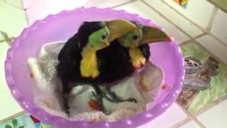 Baby rescued toucans [upl. by Stelmach]