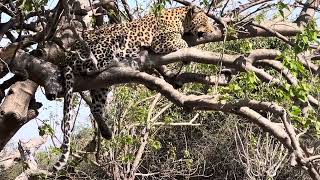 Leopardess up on the tree while watching some impalas feeding [upl. by Hiltner]