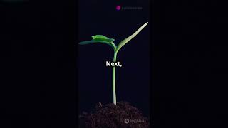 Watch a Plant Grow from Seed to Bloom in 60 Seconds [upl. by Hesther]