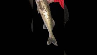 Walleye fishing 🎣 subscribe [upl. by Paucker]