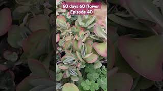 Kalanchoe thyrsiflora instagram succulenttreanding trending youtubeshorts gardenplants plants [upl. by Idonah]