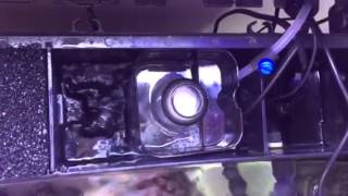 Tunze doc 9004 skimmer in back chamber [upl. by Titos]