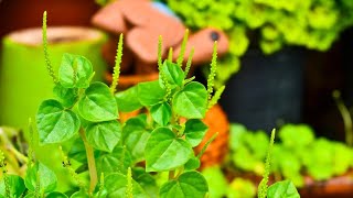 I AM GROWING A NEW INDOOR PLANT  GROWING A Peperomia pellucida plant plants trending viralvideo [upl. by Paquito]