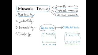 Dr Benaduce Muscular Tissue Properties Muscular tissue lecture [upl. by Mailliwnhoj]