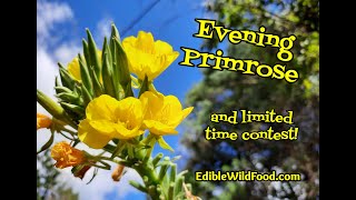 Evening Primrose Identification Uses and Contest [upl. by Norrek]