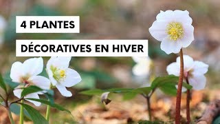 4 plantes décoratives en plein hiver [upl. by Abehs]