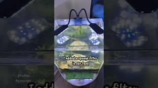 Control Algae Growth 💹😱💯shortsponds fishtankbreedingbreedingsetupguppyfishfishtankbetta [upl. by Hynda868]