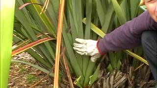 How to harvest amp clean your Harakeke NZFlax Phormium Tenax Bush [upl. by Yhtamit]