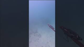 Buceo en baja California sur viralvideo [upl. by Yentihw]