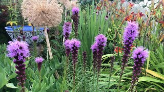 Easy plant for small spaces Liatrisblazing star [upl. by Shoshana621]