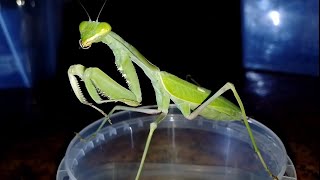 Богомолы Mantises [upl. by Brenna]