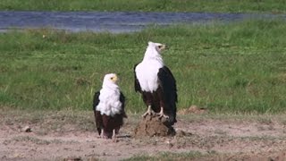 Water Birds – Zimbali Nature Documentary [upl. by Llenrup]