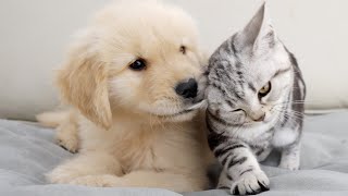 Golden Retriever Puppy And Kitten Meeting For The First Time [upl. by Kolk469]