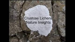 Crustose Lichens  Nature Insights [upl. by Ahsiad]