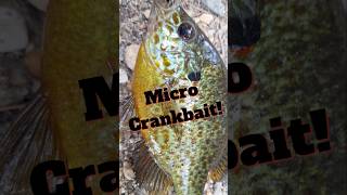 MICRO FISHING PANFISH njfishing panfishing shorts [upl. by Newob437]