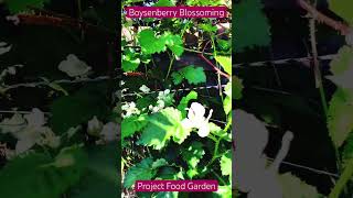 Boysenberry BlossomingSE5Project Food Garden [upl. by Ransell287]