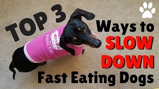 Cheap and Easy way to SLOW down a fast eating dog  My dog eats too fast [upl. by Dirrej313]