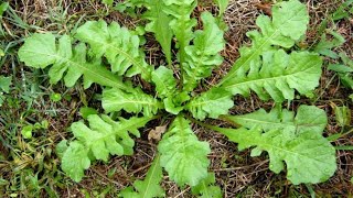 MIAGRO ROSTELLATO A DICEMBRE  Calepina irregularis  famiglia Brassicaceae  ERBE SPONTANEE [upl. by Rola]