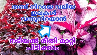 ചീര പറിച്ചാൽ തീരില്ല ഇങ്ങനെ നട്ടാൽ  Cheera Krishi Malayalam [upl. by Yrreb381]