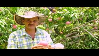 Cultivo de Mango Parte 2  Tv agro By Juan Gonzalo Angel [upl. by Eckardt]