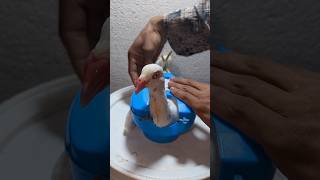 Kabutar Treatment 🕊️🤯 pigeon kalapati [upl. by Atirehc]