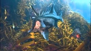 Longsnout boarfish  south coast of NSW [upl. by Hellman]