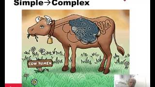 Protein Sources and Nutrition for Beef Cattle 2012 [upl. by Biddie277]