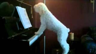 Sing Like No One is Watching  Poodle Dog Playing Piano amp Singing Howling [upl. by Alyled]