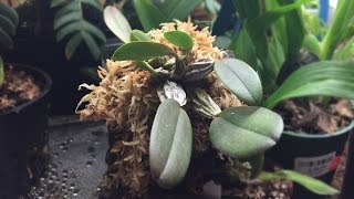 Mounting a Dendrobium aggregatum Orchid on cork bark [upl. by Shue]