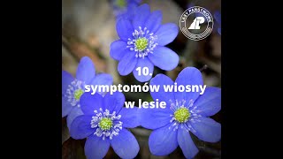 10 symptomów wiosny w lesie [upl. by Valora]