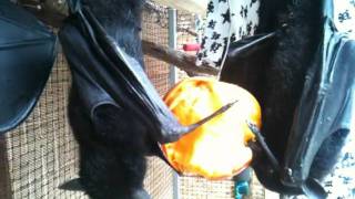 Rehab  Felix n Fernando 31122011 Flyingfox Fruit bats [upl. by Donahoe]