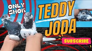 My New Teddy Pair shok😎♥️🔥🕊️ kabutarbaazi youtubers yourubeshort youtubevideo likeandsubscribe [upl. by Arahat]