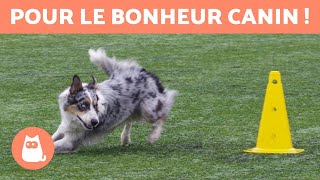 ENRICHISSEMENT ENVIRONNEMENTAL pour CHIEN 🐶🐾 Types et Idées [upl. by Kelci927]