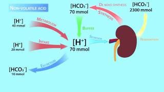 AcidBase RegulationVolatile and Nonvolatile Acids [upl. by Rakabuba500]