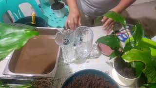 How to Propagate Peace Lily in Water and Soil [upl. by Nuawtna]